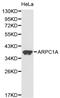 Actin Related Protein 2/3 Complex Subunit 1A antibody, LS-C192343, Lifespan Biosciences, Western Blot image 