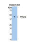 Coagulation Factor VII antibody, LS-C293394, Lifespan Biosciences, Western Blot image 