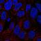 Tetratricopeptide Repeat Domain 6 antibody, PA5-64406, Invitrogen Antibodies, Immunofluorescence image 