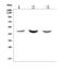 N-Acylsphingosine Amidohydrolase 1 antibody, A02055-1, Boster Biological Technology, Western Blot image 