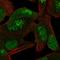 Cullin Associated And Neddylation Dissociated 1 antibody, HPA069053, Atlas Antibodies, Immunofluorescence image 