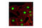Minichromosome Maintenance Complex Component 7 antibody, 3735P, Cell Signaling Technology, Immunofluorescence image 