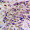 Hes Family BHLH Transcription Factor 6 antibody, LS-C354187, Lifespan Biosciences, Immunohistochemistry paraffin image 