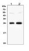 Myelin Oligodendrocyte Glycoprotein antibody, A03294, Boster Biological Technology, Western Blot image 