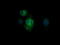 Kallikrein Related Peptidase 8 antibody, LS-C174702, Lifespan Biosciences, Immunofluorescence image 