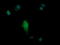 Parvin Alpha antibody, LS-C338029, Lifespan Biosciences, Immunofluorescence image 
