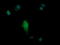 Matrix-remodeling-associated protein 2 antibody, LS-C338029, Lifespan Biosciences, Immunofluorescence image 