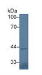 IL5RA antibody, LS-C372754, Lifespan Biosciences, Western Blot image 