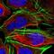 CDC Like Kinase 4 antibody, NBP2-47505, Novus Biologicals, Immunofluorescence image 