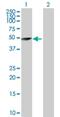 Tripartite Motif Containing 62 antibody, H00055223-D01P, Novus Biologicals, Western Blot image 
