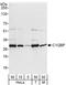 Complement C1q Binding Protein antibody, A302-863A, Bethyl Labs, Western Blot image 