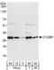 Complement component 1 Q subcomponent-binding protein, mitochondrial antibody, A302-863A, Bethyl Labs, Western Blot image 