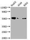 Coagulation Factor IX antibody, CSB-RA923075A0HU, Cusabio, Western Blot image 