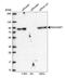 Rac GTPase Activating Protein 1 antibody, HPA043912, Atlas Antibodies, Western Blot image 