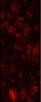 Zinc Finger And BTB Domain Containing 21 antibody, NB100-74655, Novus Biologicals, Immunofluorescence image 