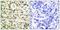 PCNA antibody, SPC-1307D-PCP, StressMarq, Immunohistochemistry frozen image 