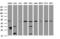 TBC1 Domain Family Member 13 antibody, M15731, Boster Biological Technology, Western Blot image 