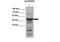 Aldehyde Dehydrogenase 3 Family Member A1 antibody, PA5-45021, Invitrogen Antibodies, Western Blot image 