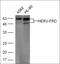 Hematopoietic Cell Signal Transducer antibody, orb157453, Biorbyt, Western Blot image 