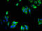Transmembrane Protein 59 antibody, orb400560, Biorbyt, Immunofluorescence image 