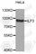 Interleukin Enhancer Binding Factor 3 antibody, A6830, ABclonal Technology, Western Blot image 