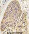 MAP2 antibody, abx031436, Abbexa, Immunohistochemistry paraffin image 