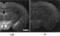 Prepronociceptin antibody, PA3-204, Invitrogen Antibodies, Immunofluorescence image 