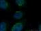 ADP Ribosylation Factor 1 antibody, 20226-1-AP, Proteintech Group, Immunofluorescence image 