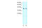 Prostaglandin E Receptor 3 antibody, 28-002, ProSci, Enzyme Linked Immunosorbent Assay image 