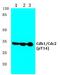 Cyclin Dependent Kinase 1 antibody, A00209T14, Boster Biological Technology, Western Blot image 