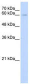 IL-22R-alpha-1 antibody, TA338470, Origene, Western Blot image 