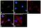 SMAD2 antibody, PA5-29237, Invitrogen Antibodies, Immunofluorescence image 