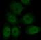 HIF1-alpha antibody, FNab09940, FineTest, Immunofluorescence image 