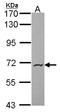 Podocalyxin Like 2 antibody, LS-C185385, Lifespan Biosciences, Western Blot image 