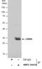 Geminin DNA Replication Inhibitor antibody, NBP2-16639, Novus Biologicals, Western Blot image 