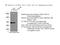 TAR DNA Binding Protein antibody, 10782-2-AP, Proteintech Group, Immunoprecipitation image 