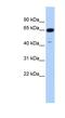 Tripartite Motif Containing 72 antibody, NBP1-55029, Novus Biologicals, Western Blot image 
