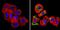 Erb-B2 Receptor Tyrosine Kinase 4 antibody, MA1-861, Invitrogen Antibodies, Immunofluorescence image 