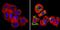 Erb-B2 Receptor Tyrosine Kinase 4 antibody, MA1-861, Invitrogen Antibodies, Immunofluorescence image 