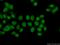 Nuclear FMR1 Interacting Protein 1 antibody, 12515-1-AP, Proteintech Group, Immunofluorescence image 