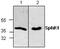 Sphingosine Kinase 1 antibody, GTX59877, GeneTex, Western Blot image 