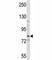 Smoothened, Frizzled Class Receptor antibody, F44685-0.4ML, NSJ Bioreagents, Western Blot image 