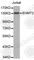 Euchromatic Histone Lysine Methyltransferase 2 antibody, A2295, ABclonal Technology, Western Blot image 