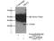 X-Ray Repair Cross Complementing 2 antibody, 20285-1-AP, Proteintech Group, Immunoprecipitation image 