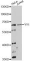 Transcriptional repressor protein YY1 antibody, LS-C747998, Lifespan Biosciences, Western Blot image 