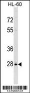 PPIase antibody, 59-424, ProSci, Western Blot image 