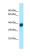 Olfactory receptor 329 antibody, orb326317, Biorbyt, Western Blot image 