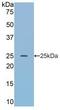 Apolipoprotein A4 antibody, LS-C300218, Lifespan Biosciences, Western Blot image 