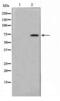 A-Kinase Anchoring Protein 10 antibody, LS-C416023, Lifespan Biosciences, Western Blot image 