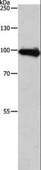 Amyloid Beta Precursor Like Protein 1 antibody, LS-C400463, Lifespan Biosciences, Western Blot image 